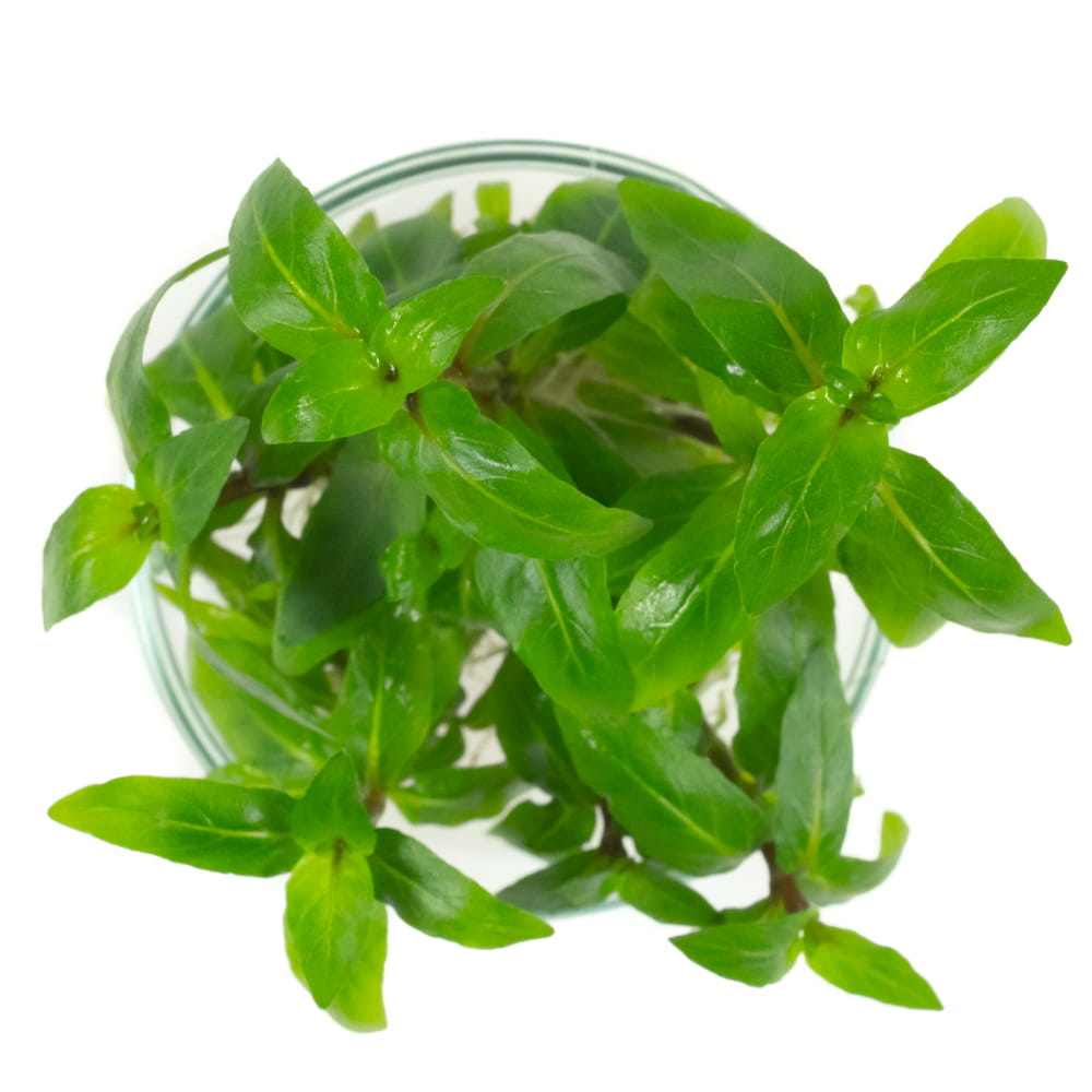 Staurogyne Repens In Vitro porcja